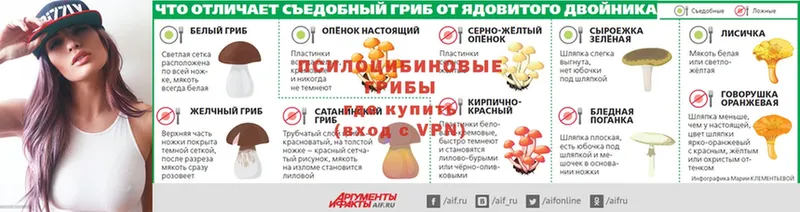 Псилоцибиновые грибы Psilocybe  Торжок 